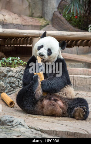Grand panda eating bamboo Banque D'Images