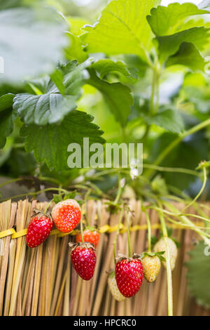 De plus en plus des fraises fraîches dans une ferme à Chiang Mai, dans le Nord de la Thaïlande. Banque D'Images