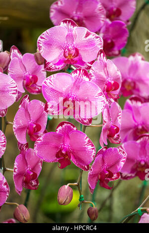 Beau gros plan fleurs orchidée rose Banque D'Images