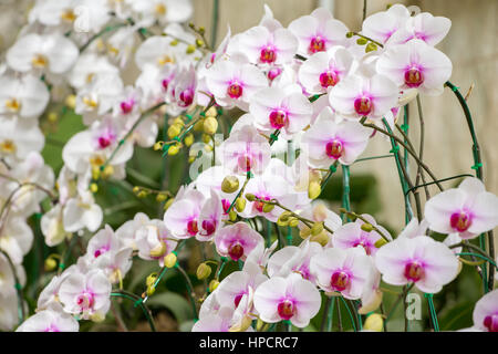 Belle orchidée blanche fleurs closeup Banque D'Images