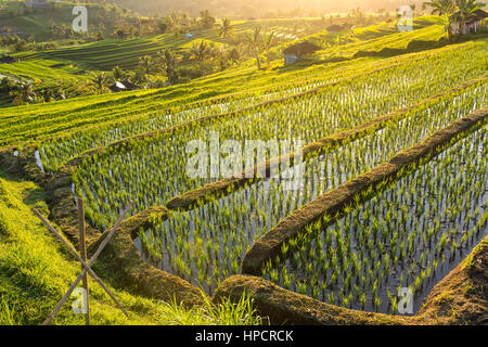 Beau lever de soleil sur les rizières en terrasses de Jatiluwih le à Bali, Indonésie Banque D'Images