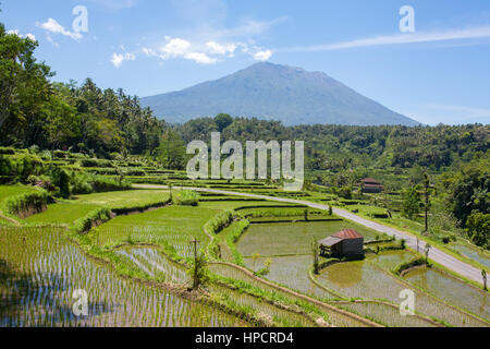 Terrasse rizières sur une journée ensoleillée, Bali, Indonésie. Banque D'Images