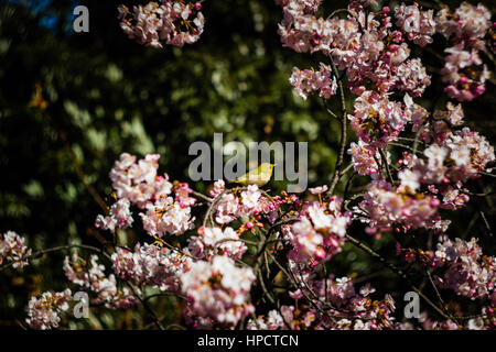 Un Japonais White-eye (Mejiro) perché sur un prunier au début du printemps. Banque D'Images