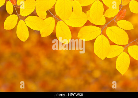 Direction générale de l'hêtre isolated on white Banque D'Images