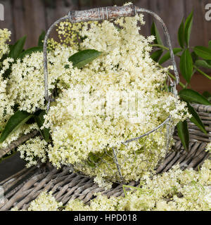 Holunderblüten Holunderblüte Holunder-Blüte,,,,, Ernte Blüten zum Trocknen gesammelt. Schwarzer Holunder, Sambucus nigra, Fliederbeeren Fliederbeere,, Banque D'Images