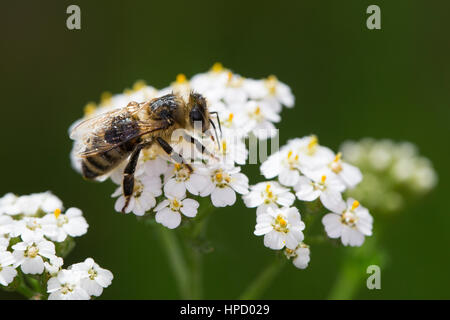 Honigbiene, Honig-Biene, Biene, Bienen, Apis mellifera, Apis mellifica, Blütenbesuch Nektarsuche Schafgarbe, auf, Blütenbestäubung, abeille, ruche être Banque D'Images