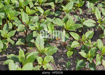 Société Indisches take away, Drüsiges Springkraut Springkraut, Blatt, Blätter, Jungpflanze Impatiens glandulifera, Balsamine de l'Himalaya, casque de policier Banque D'Images