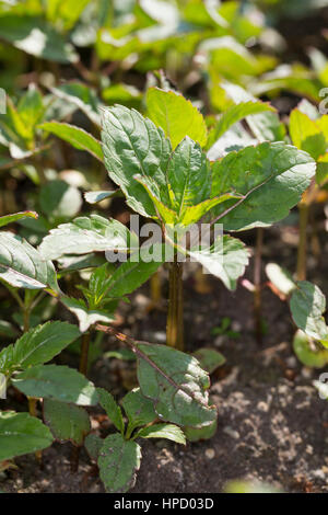 Société Indisches take away, Drüsiges Springkraut Springkraut, Blatt, Blätter, Jungpflanze Impatiens glandulifera, Balsamine de l'Himalaya, casque de policier Banque D'Images