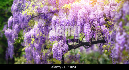 Jardin de rêve shot de fleurs de glycine foisonnent dans une belle couleur pourpre au printemps Banque D'Images