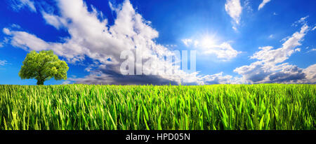 Paysage panoramique : champ vert avec arbre isolé sur l'horizon et dynamique des nuages dans le ciel bleu ensoleillé Banque D'Images