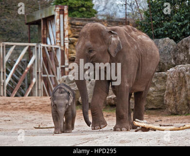 L'éléphant d'Asie et du mollet (Elephas maximus) Banque D'Images