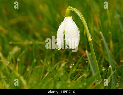 Snowdrop unique avec les gouttelettes d'eau en herbe très humide Banque D'Images