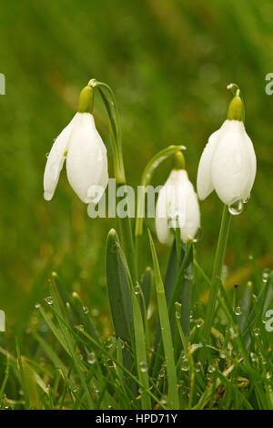 Trois perce-neige avec des gouttelettes de pluie en très l'herbe mouillée Banque D'Images