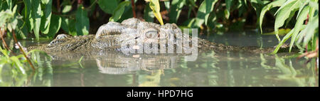 Crocodile, à demi submergée Banque D'Images
