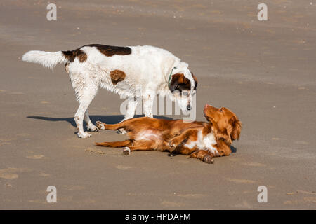 Deux chiens jouant sur la plage - cliché pris sur la plage de Zoutelande, la Hollande, les Pays-Bas, Europe Banque D'Images