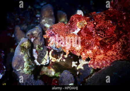 Le barbu scorpionfish (Scorpaenopsis Barbata) - une embuscade predator - s'appuie pour la protection sur son camouflage et sur ses épines venimeuses. Mer Rouge. Banque D'Images