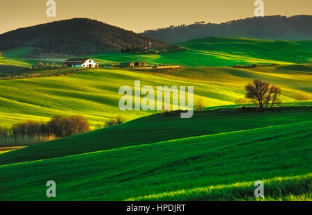 La toscane, des collines sur le coucher du soleil. Volterra paysage rural. Les champs verts, les terres agricoles et d'arbres. Italie Banque D'Images