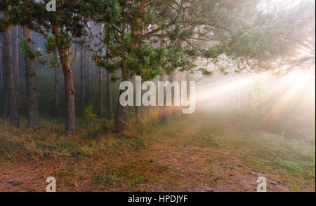 Grand soleil brille à travers les arbres en automne le lever du soleil dans la forêt Banque D'Images