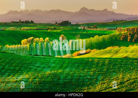 La toscane, paysage rural printemps coucher du soleil. Campagne ferme, champ vert et de montagne Alpes Apuanes sur arrière-plan. Pise, Italie, Europe. Banque D'Images