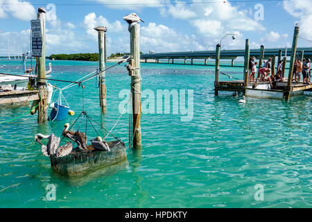 Florida Upper Florida Keys,Islamorada,Lower Matechumbe Key,Robbie's Marina,Florida Bay Water,Highway route 1 Overseas Highway,Waterfront,pilings,pelica Banque D'Images