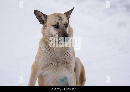 Portrait d'hiver mignon chien errant race mélangée avec des cicatrices sur le museau a reçu en combats de chiens de rue Banque D'Images