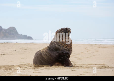 Pounawea Catlins, Conservation, Otago, Nouvelle-Zélande. Mâle adulte de lions de mer de Nouvelle-Zélande (Phocarctos hookeri) sur sable à Surat Bay. Banque D'Images