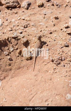 Vue rapprochée et de dessus de l'agama à tête toulabre arabe (Phrynocephalus arabicus) dans le désert, surmonté de sable et de quelques petites pierres Banque D'Images