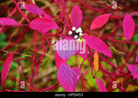 Cornouiller rouge sur des plantes de couleur automne prairie près de Stoke on Trent, Staffordshire, Royaume-Uni.uk,nature,les couleurs d'automne fruits d'automne.Dogwood en automne. Banque D'Images