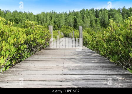 Pont en bois, de l'allée de la forêt de mangrove en Thaïlande Banque D'Images