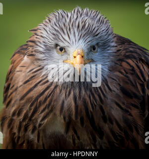 Close up of Red Kite oiseau de proie Banque D'Images