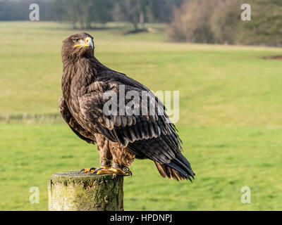 Steppe Eagle oiseau de proie sur la perche Banque D'Images