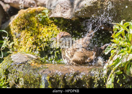 Mistle thrush ayant un bain d'eau sur une chaude journée Banque D'Images