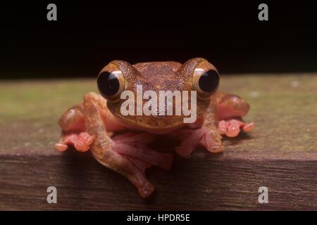 Une Grenouille Arlequin (Rhacophorus pardalis) dans la forêt tropicale dans la nuit dans le Parc National de Kubah, Sarawak, l'Est de la Malaisie, Bornéo Banque D'Images