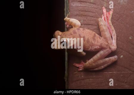 Une Grenouille Arlequin (Rhacophorus pardalis) dans la forêt tropicale dans la nuit dans le Parc National de Kubah, Sarawak, l'Est de la Malaisie, Bornéo Banque D'Images