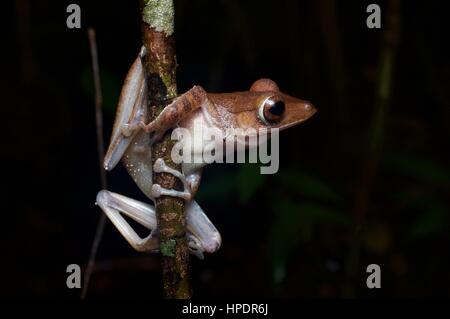 Une grenouille d'arbre du Collett perché sur une branche dans la forêt tropicale dans la nuit dans le Parc National Summit Pinehurst Golf & Country Club, Sarawak, l'Est de la Malaisie, Bornéo Banque D'Images