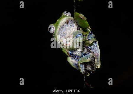 Norhayati's Flying Frog (Rhacophorus norhayatii) dans la forêt tropicale de Malaisie dans la nuit Banque D'Images