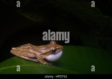 Un mâle appelant quatre-bordée grenouille d'arbre (Polypedates leucomystax) dans la forêt tropicale dans la nuit dans le Parc National de Kubah, Sarawak, l'Est de la Malaisie, Bornéo Banque D'Images