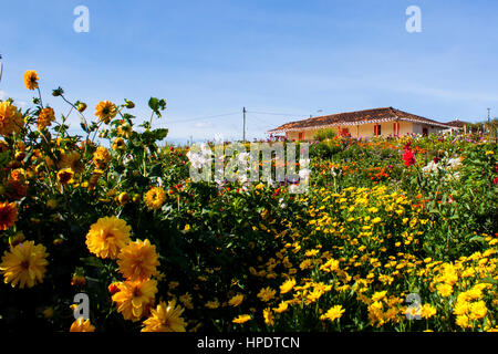 Une maison au milieu de fleurs dans un village près de Santa Elena Medellín où les agriculteurs cultivent des fleurs toute l'année pour le montrer spécialement au cours de la 'silleter Banque D'Images