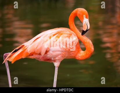 Libre d'un single American Flamingo (Phoenicopterus ruber) debout dans certaines eaux peu profondes. Banque D'Images