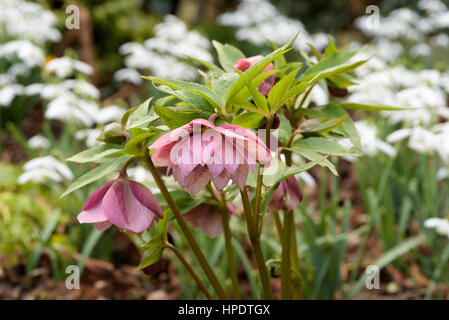 Helleborus orientalis Harvington roses Banque D'Images