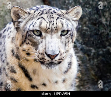 Fermer portrait of a snow leopard (Panthera uncia). Banque D'Images