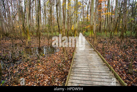 Une promenade basse traverse un marais à Congaree National Park en Caroline du Sud. Banque D'Images