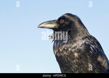 Un portrait très proche d'un Grand Corbeau (Corvus corax) lors d'une journée ensoleillée. Banque D'Images