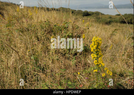 Solidago virgaurea Verge d'or, dans une haie sur Bere Island Banque D'Images