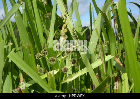 Bur-reed, ramifié Sparganium erectum Banque D'Images