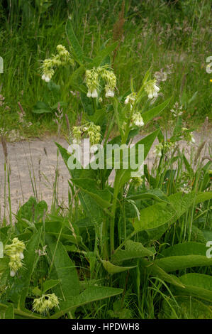 Symphytum officinale Consoude, commun Banque D'Images