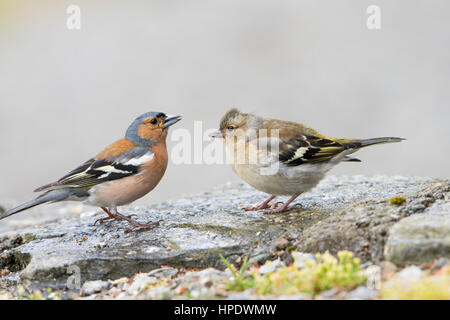 Un homme adulte Chaffinch alimente un véritable récemment jeune oiseau, Ardnamurchan, Ecosse, Royaume-Uni Banque D'Images