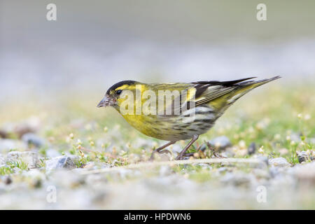 Mâle adulte (Siskin Carduelis spinus) se nourrissent de la masse, Ardnamurchan, Ecosse, Royaume-Uni Banque D'Images