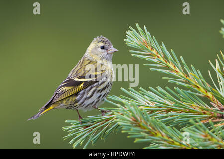 Un jeune Tarin des pins (Carduelis spinus) perché en sapin, Ardnamurchan, Ecosse, Royaume-Uni Banque D'Images