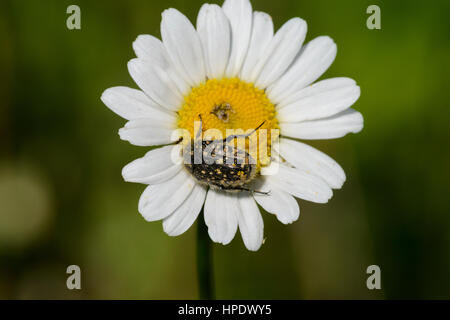 La marguerite blanche tachetée de blanc (Oxythyrea funesta Beetle Rose) Banque D'Images